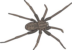 house spider clipart