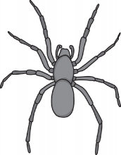 house spider grayscale clipart