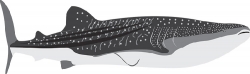 huge whale shark marine animal gray clipart