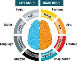 human anatomy Illustration of left right brain functions clipart