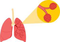human anatomy illustration of respiratory system clipart 2