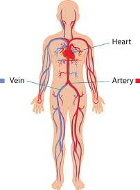 human circulatory system anatomy clipart