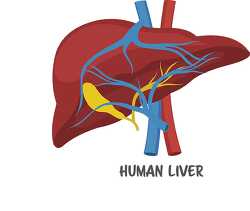 human liver clipart