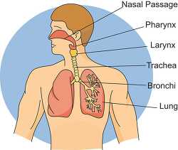 human respiratory system 2613