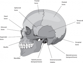 human skull bones skeleton labeled anatomy gray color