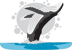 humbpack whale breaching gray color