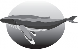 humpback whale in natural environment gray color