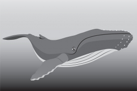 humpback whale in natural environment underwater gray color