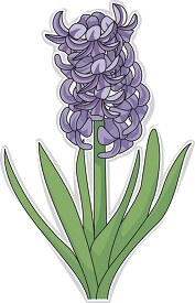 hyacinth flower clipart