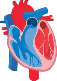 illustration cross section of human heart flat design clipart