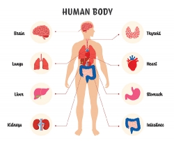illustration labeled of the human body clipart 