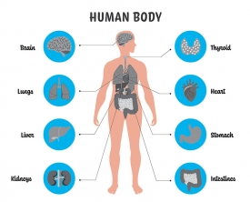 illustration labeled of the human body gray color 