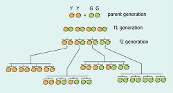 illustration mendelian genetics diagram