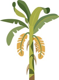 illustration of banaana tree vector clipart