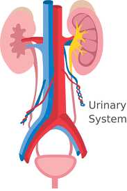 illustration of the human urinary system clipart