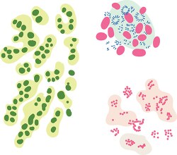 illustration of various types of bacteria