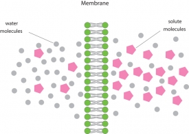 illustration osmosis through cell membrane gray color