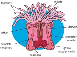 internal anatomy digram sea anemone