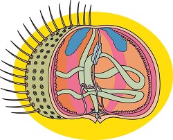 internal anatomy of a sea urchin