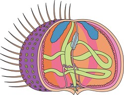 internal anatomy of a sea urchin without text