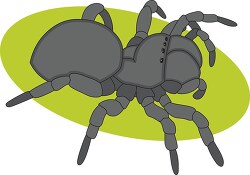 jumping spider clipart