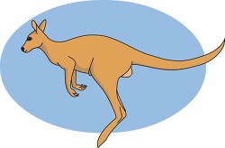kangaroo jumping 212 03