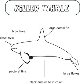 killer whale clipart