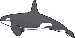 killer whale clipart