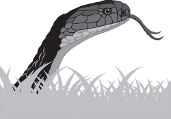 king cobra gray clipart