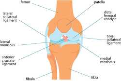 knee labeled human anatomy clipart