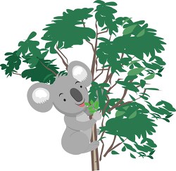 koala bear in eucalyptus tree
