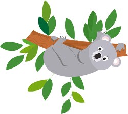 koala upside down on tree branch