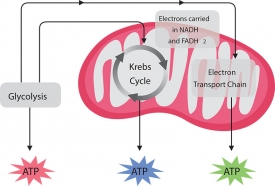 krebs cycle cellular respiration gray color