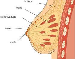 labeled anatomy female breast  clipart