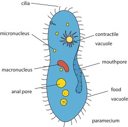 labeled diagram of paramecium biology