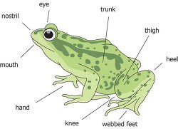labeled external frog anatomy clipart illustration