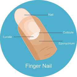 labeled finger nail illustrated clipart