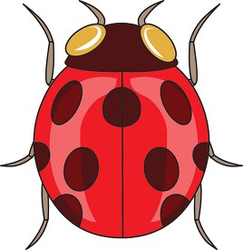 ladybug insects 985