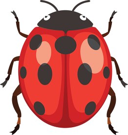 ladybug ladybird insect clipart