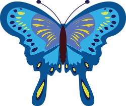 large colorful blue yellow butterfly