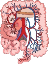 large intestine with blood vessels clipart