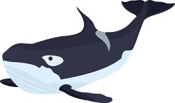 large sperm whale clipart