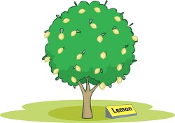 lemon tree clipart