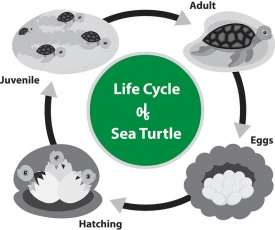 life cycle diagram of sea turtle gray color