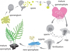 life cycle of a fern gray color