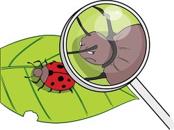 magnifying glass bug clipart