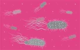 many bacteria with flagella and pili vector gray color