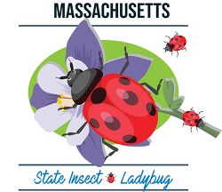 massachusetts state insect ladybug vector clipart image