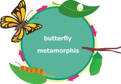 metamorphis diagram of butterfly clipart