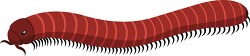 millipedes many legs clipart